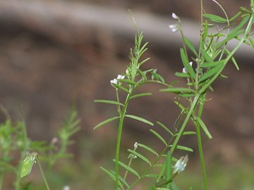 Ervilia hirsuta (=Vicia hirsuta) / Veccia tentennina
